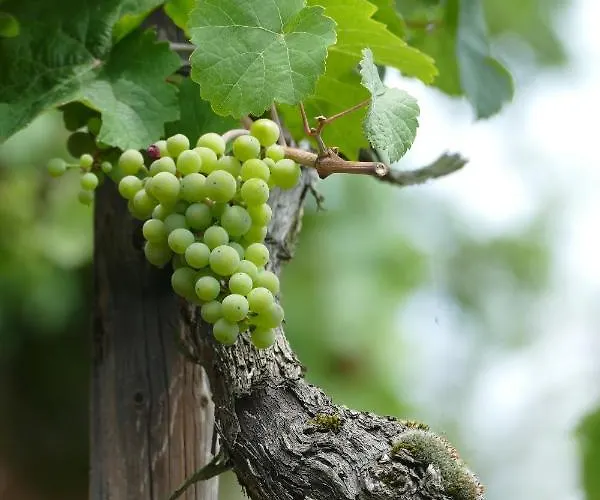 Apartamento Haus Am Calmont Bremm